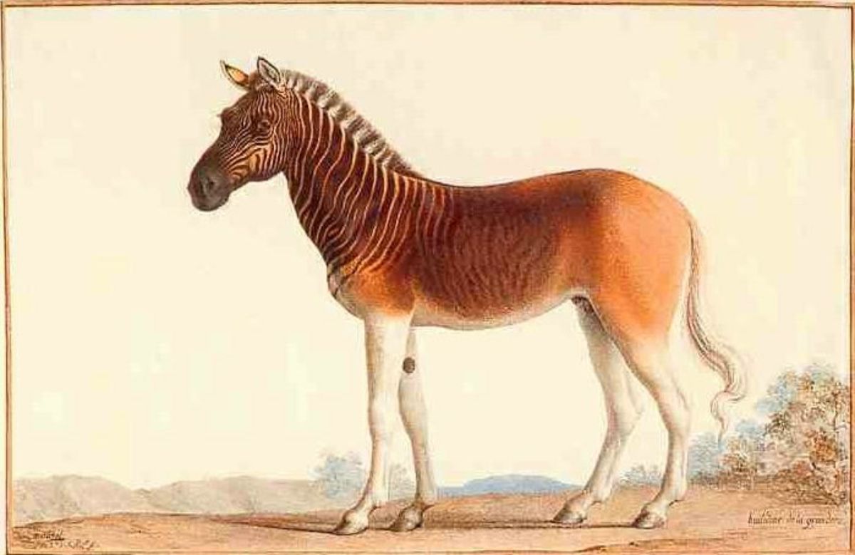 kwagga diet