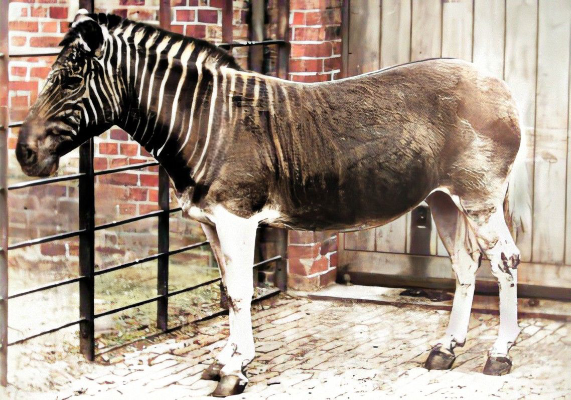 kwagga extinction
