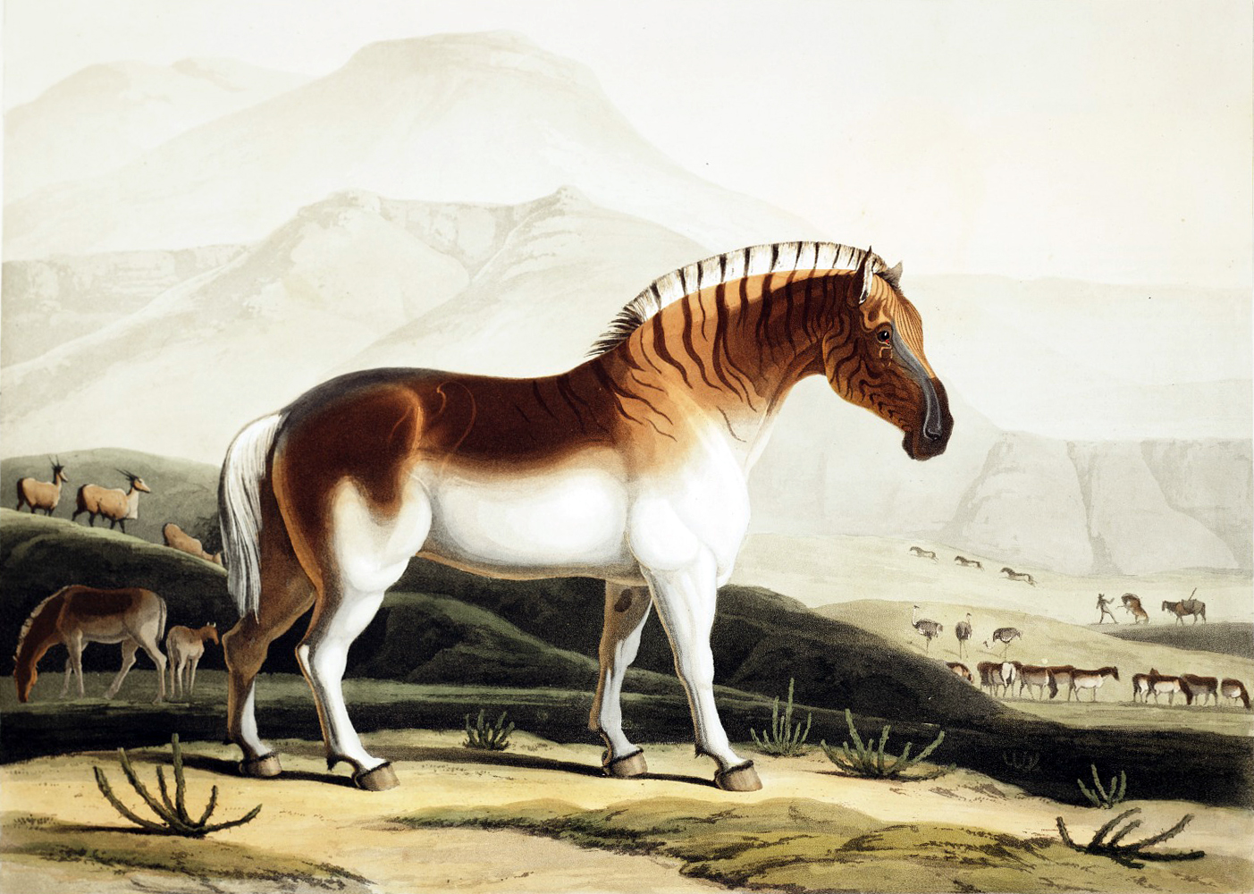 kwagga revival