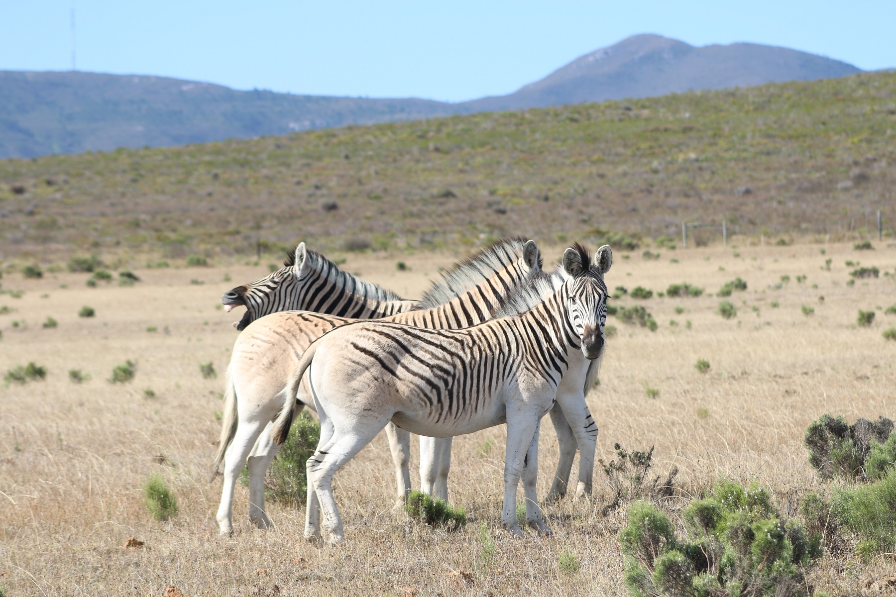 kwagga significance