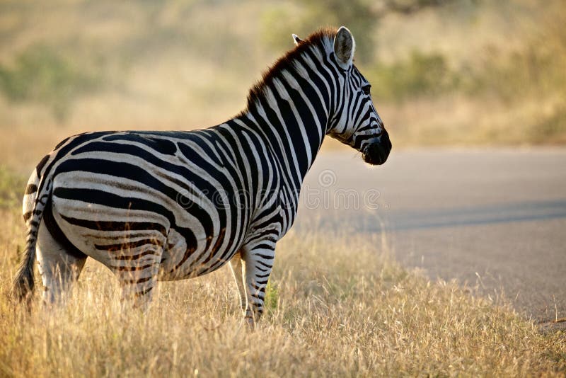 kwagga 0019