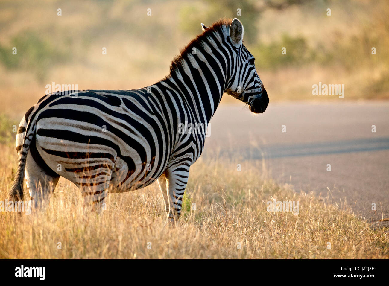kwagga 0024