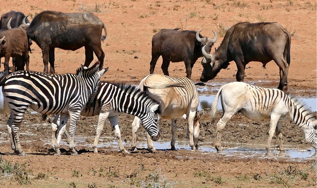 kwagga 0033