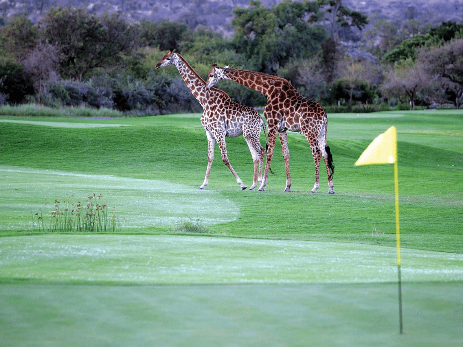 leopard creek South Africa activities