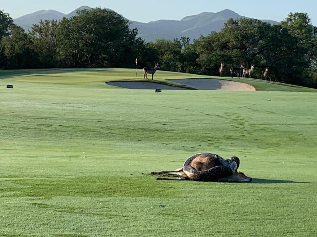 leopard creek south africa 0020