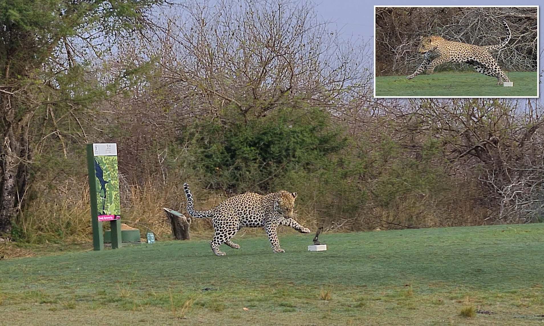 leopard creek south africa 0025