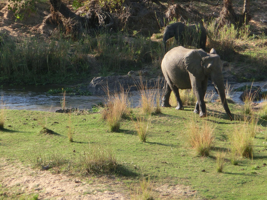 leopard creek south africa 0042
