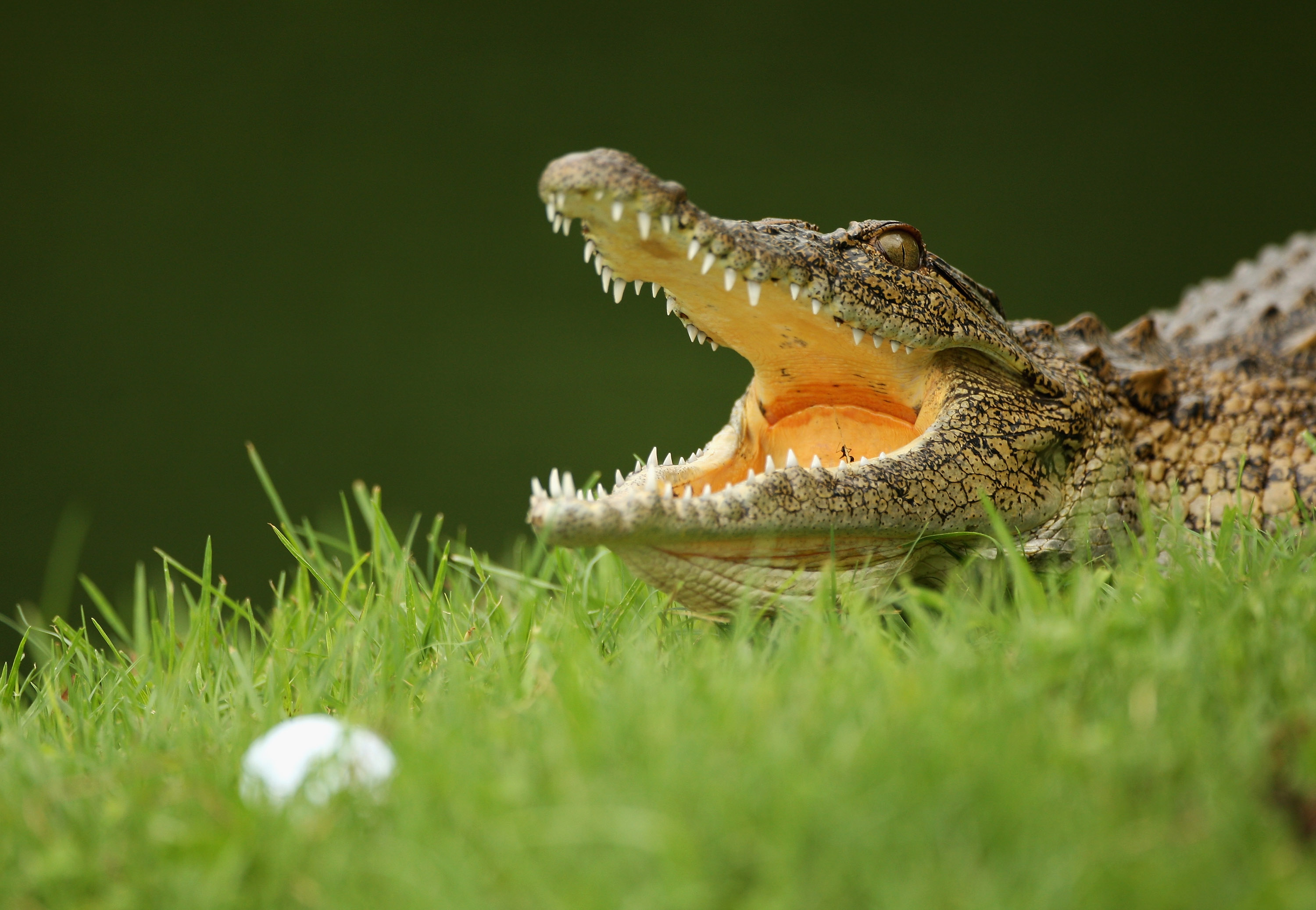 leopard creek south africa 0045