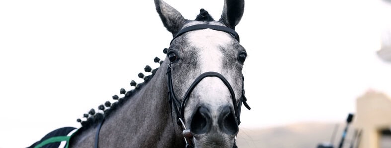lossiemouth horse 0013