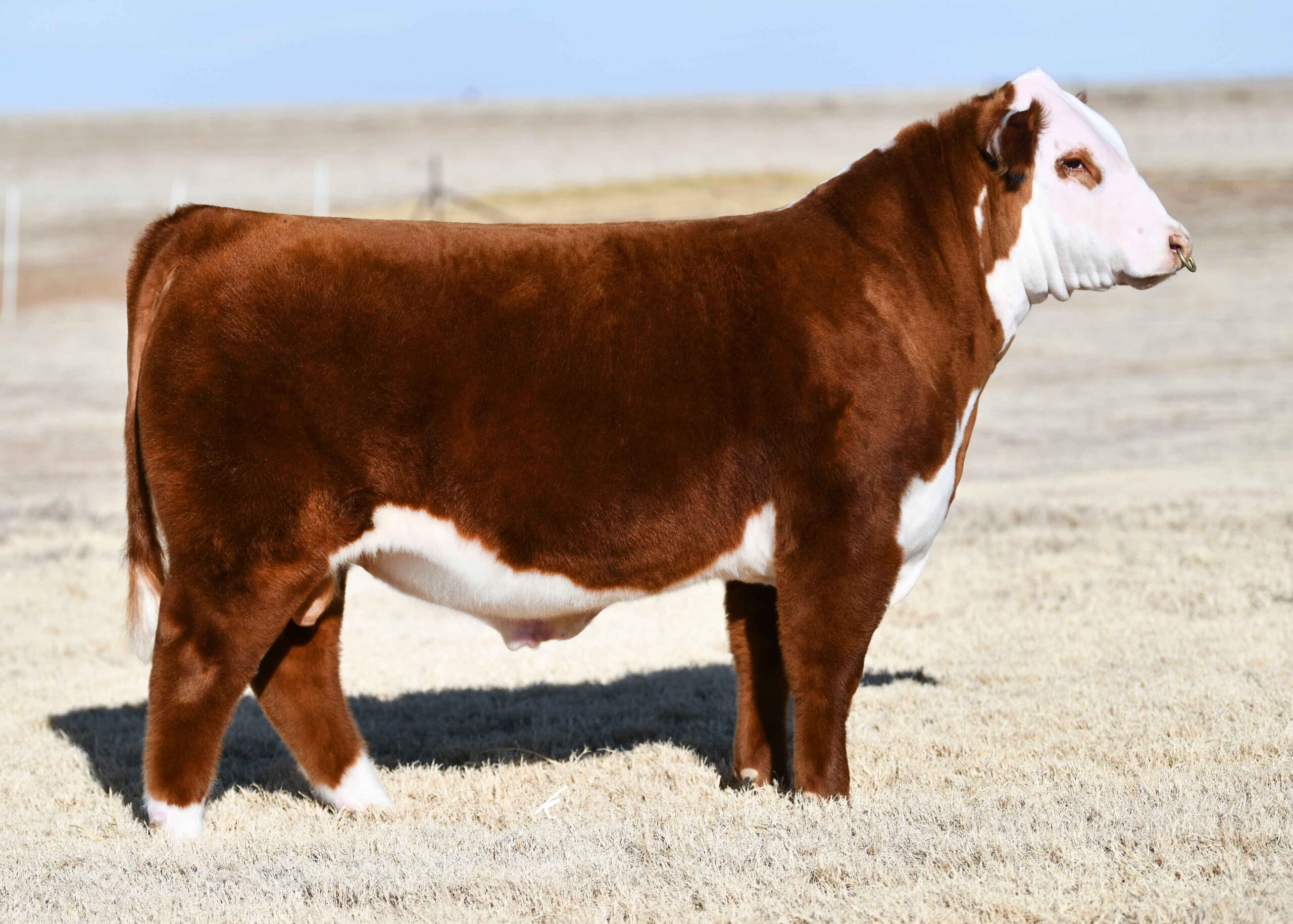 mark bull 0023
