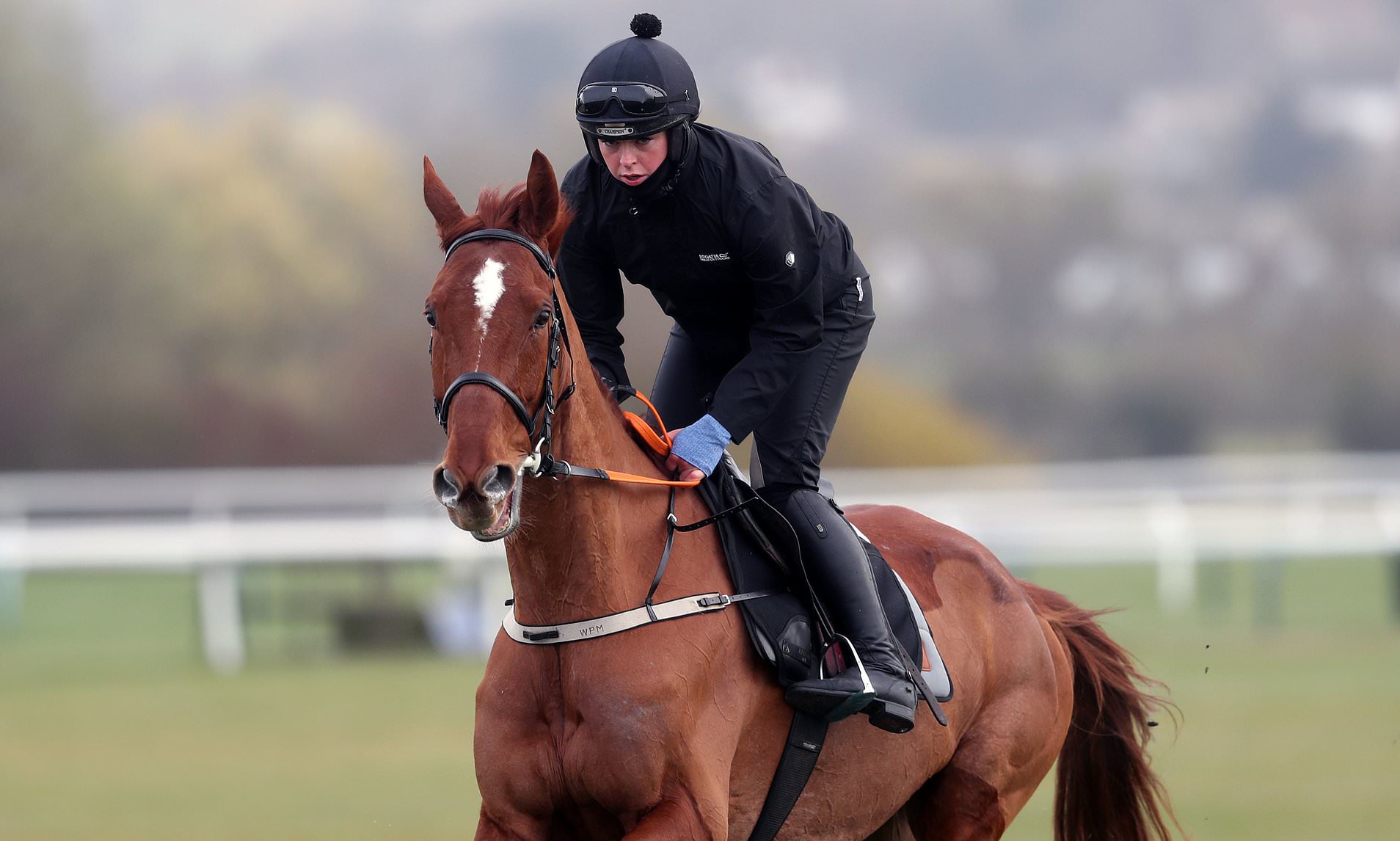 monkfish horse 0012