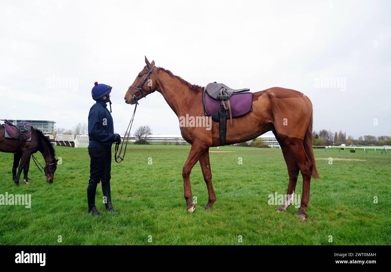 monkfish horse 0018