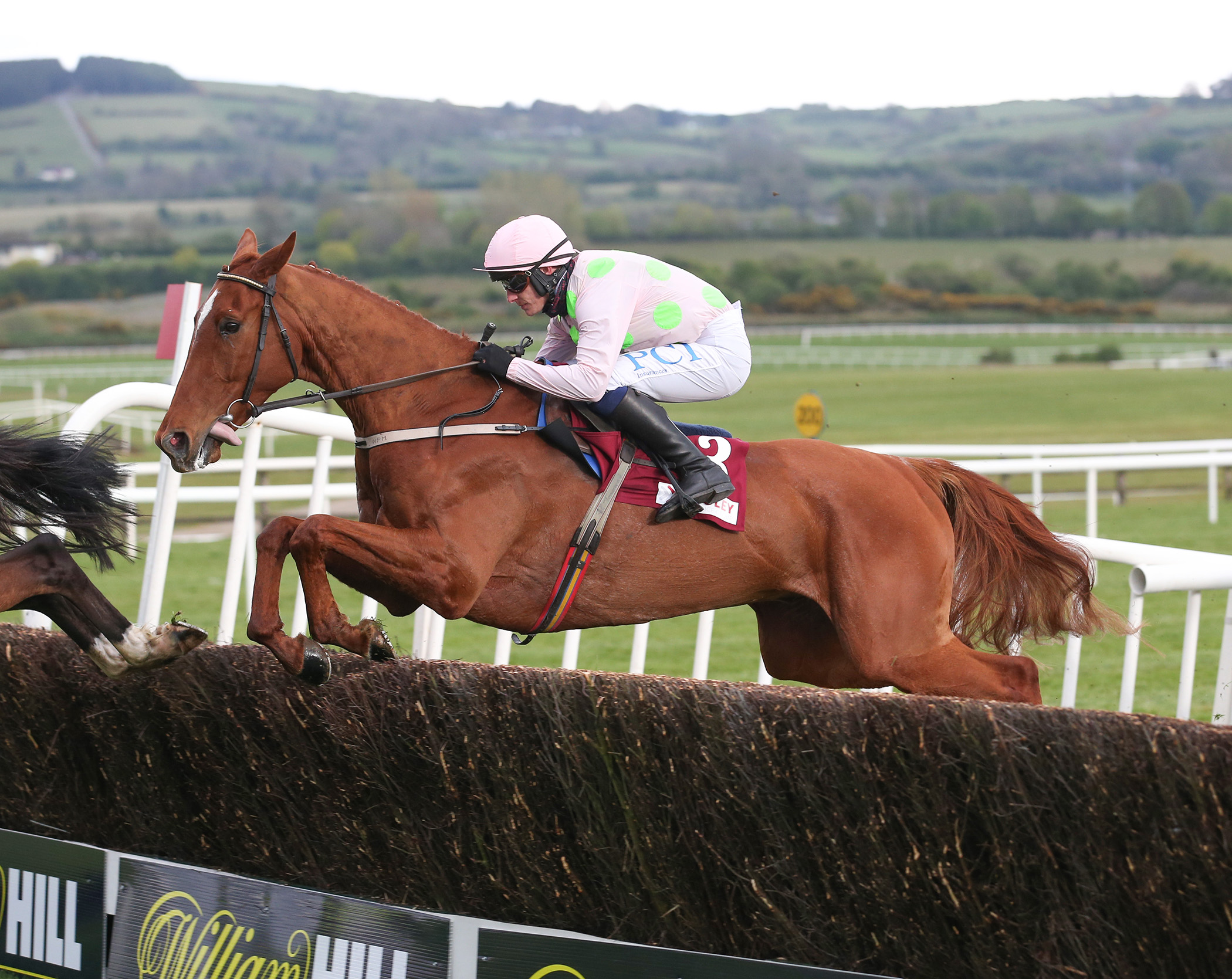 monkfish horse 0029