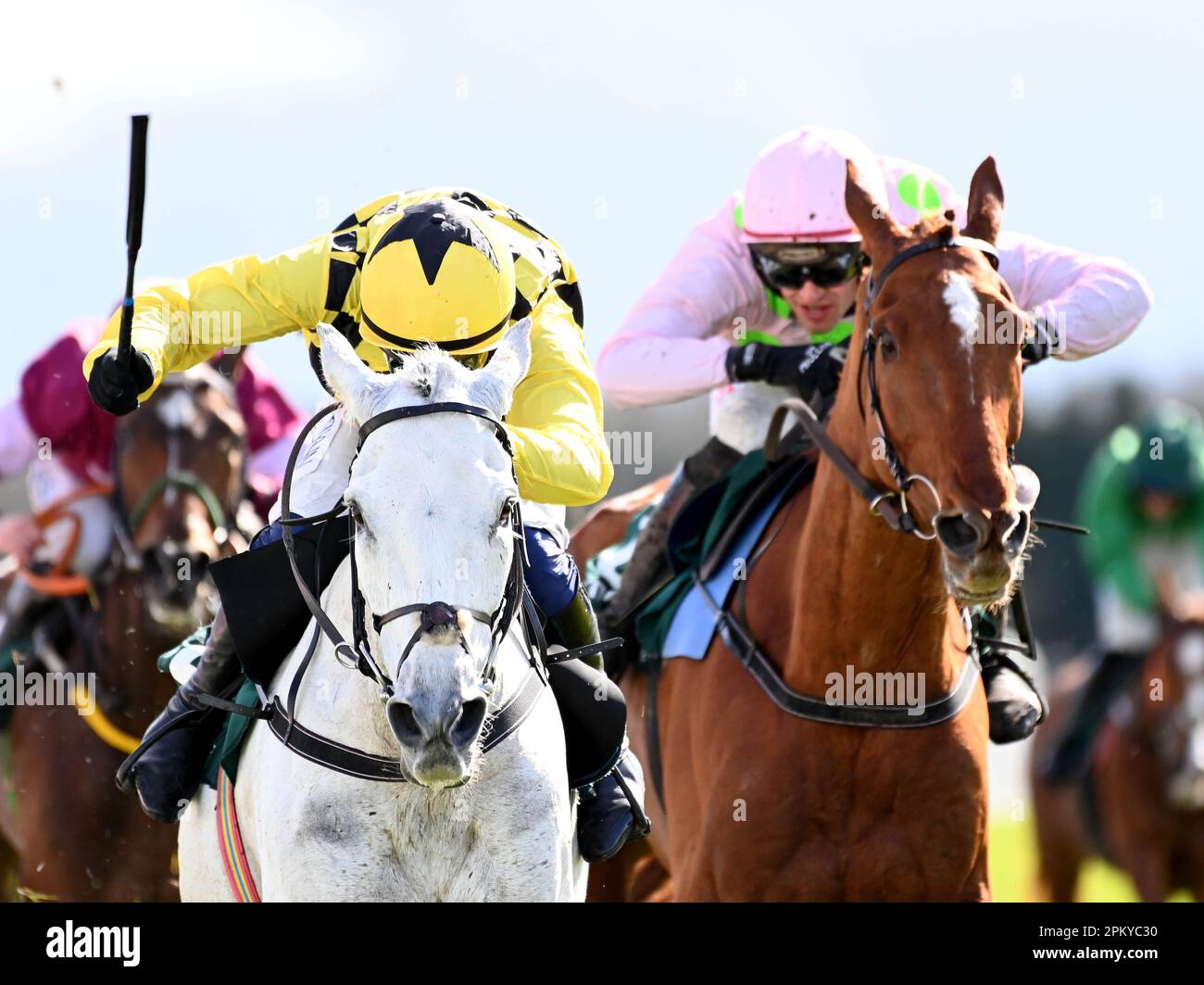 monkfish horse 0034