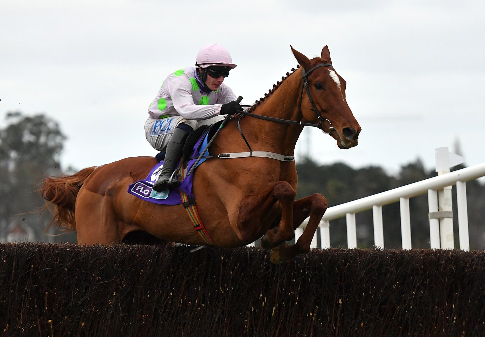 monkfish horse 0048