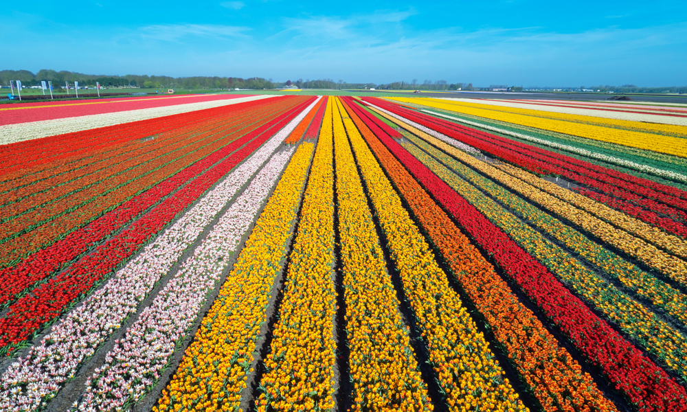 neatherlands time 0046