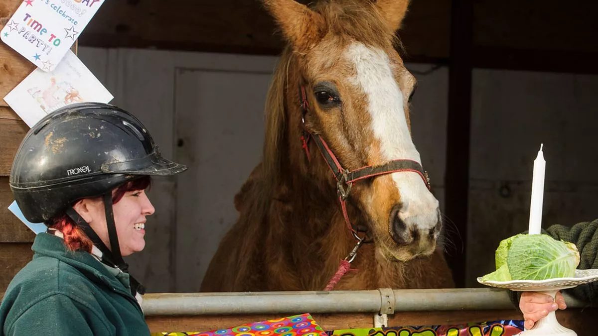 orchid stables 0018