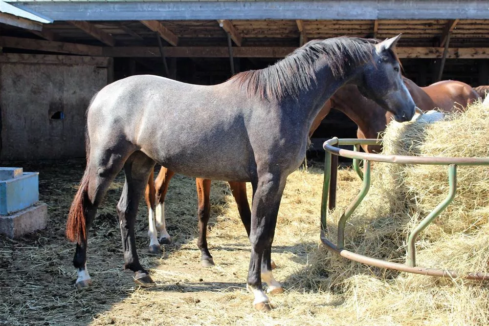 orchid stables 0037