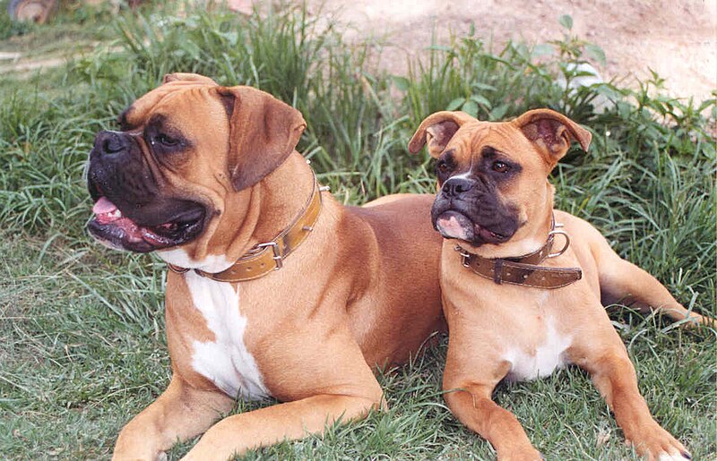 photos of boxers