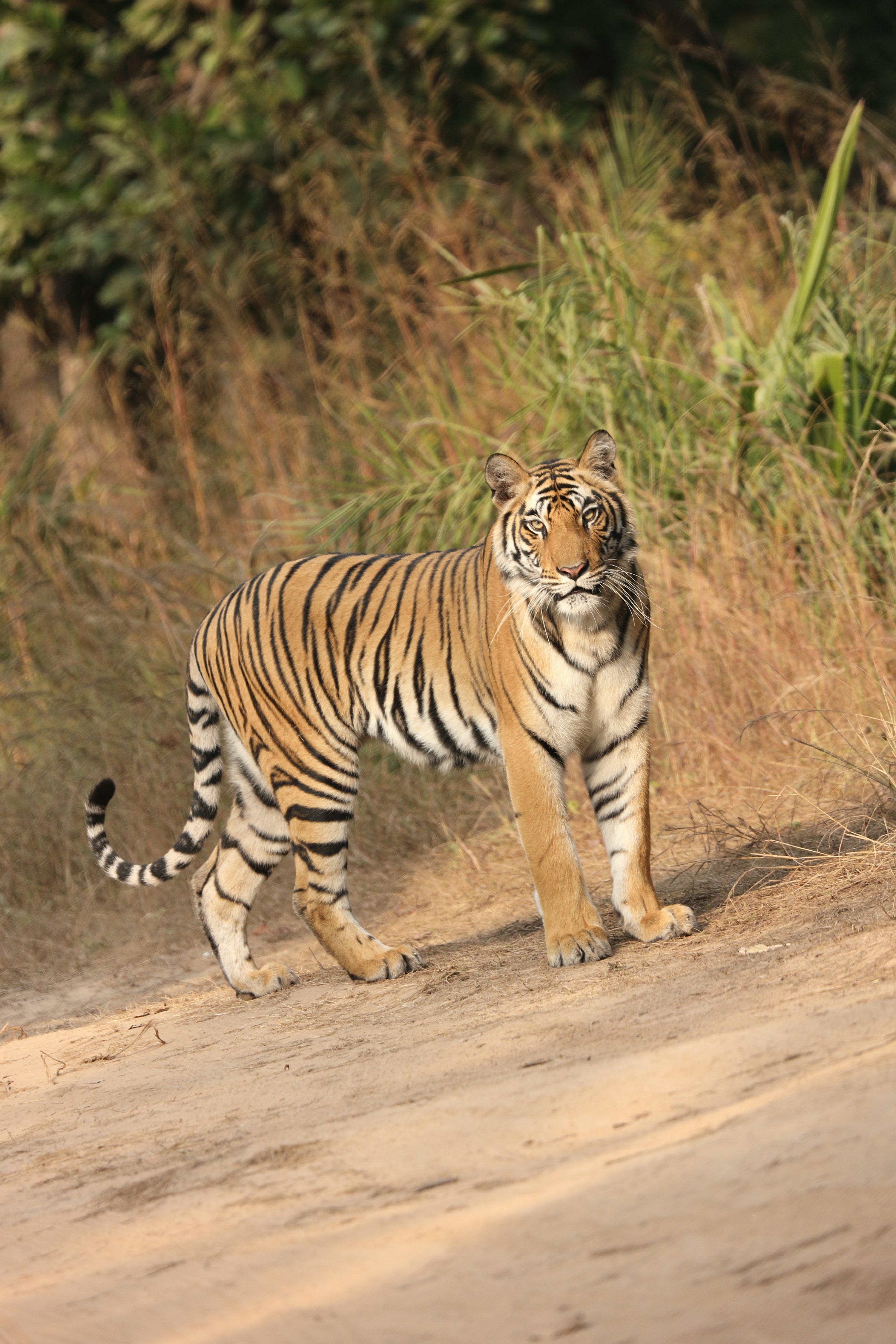 pic of a tiger