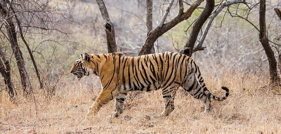 pics of tiger