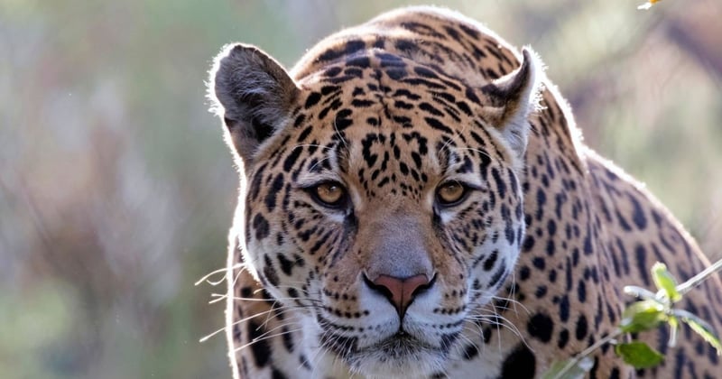 pictures of jaguars 0009