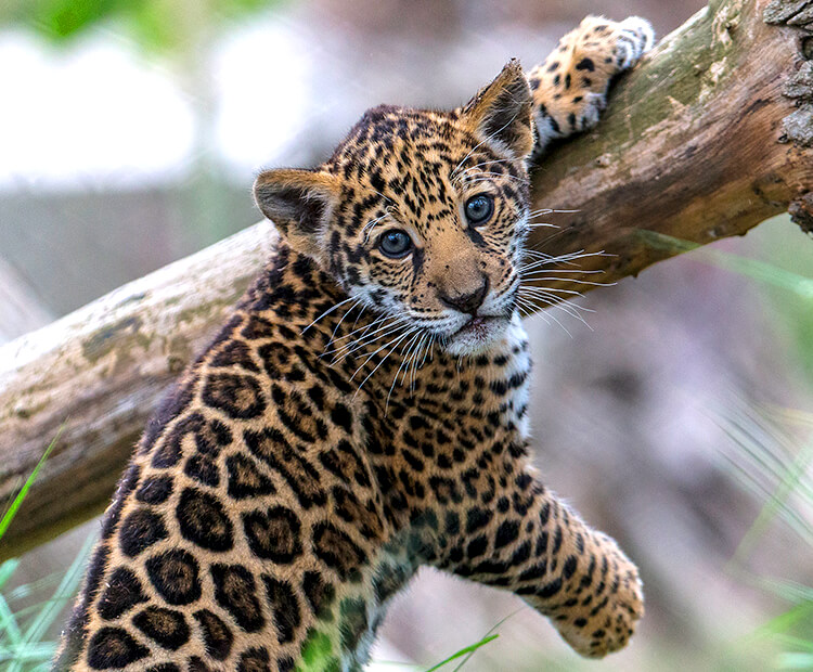 pictures of jaguars 0011