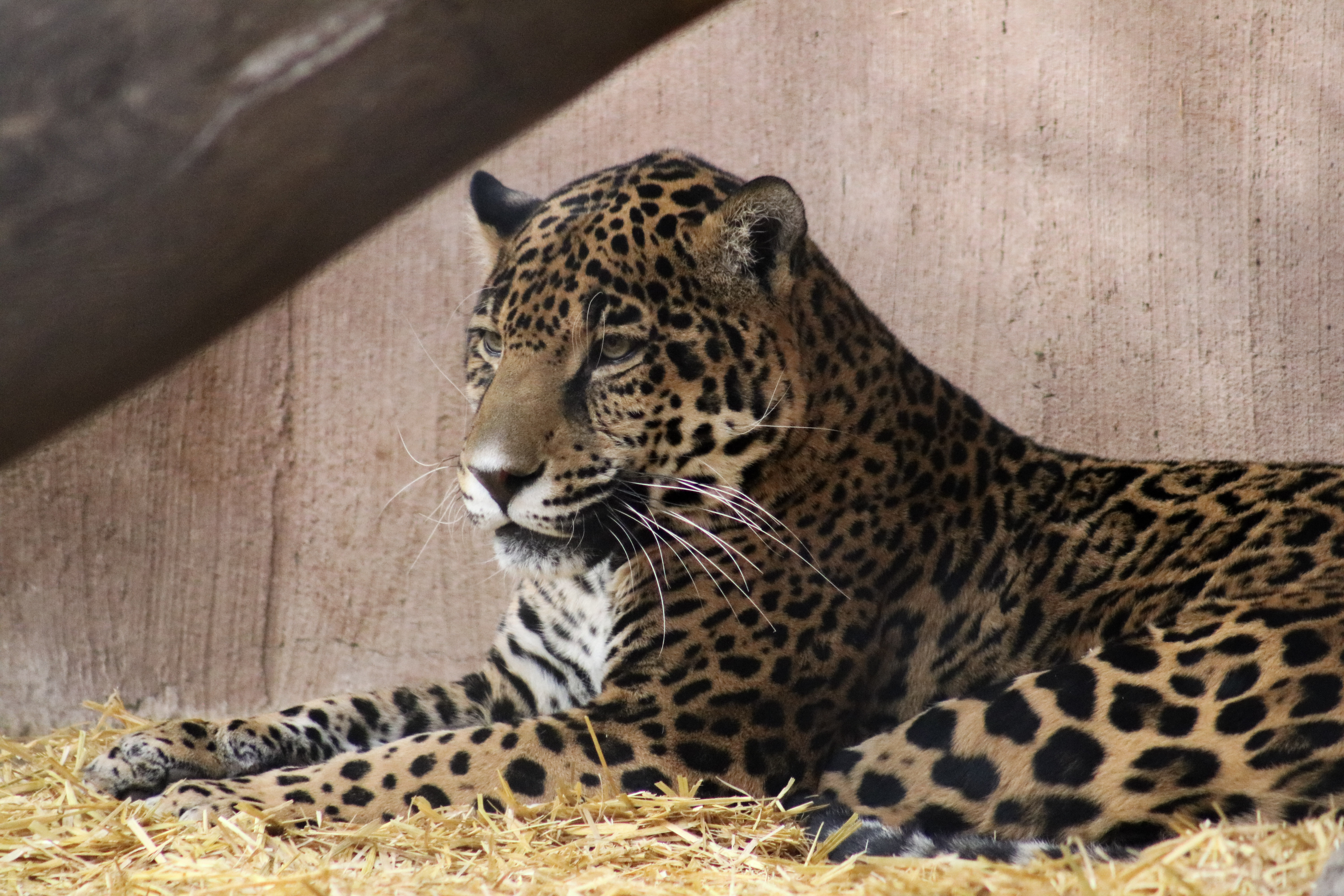 pictures of jaguars 0014