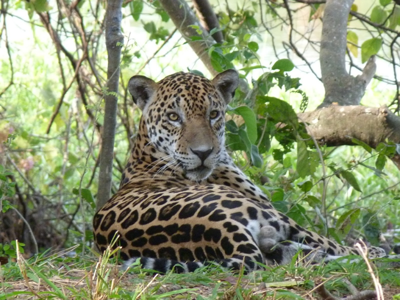 pictures of jaguars 0016