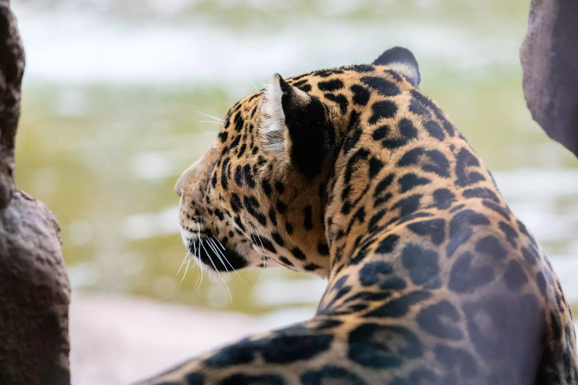 pictures of jaguars 0017
