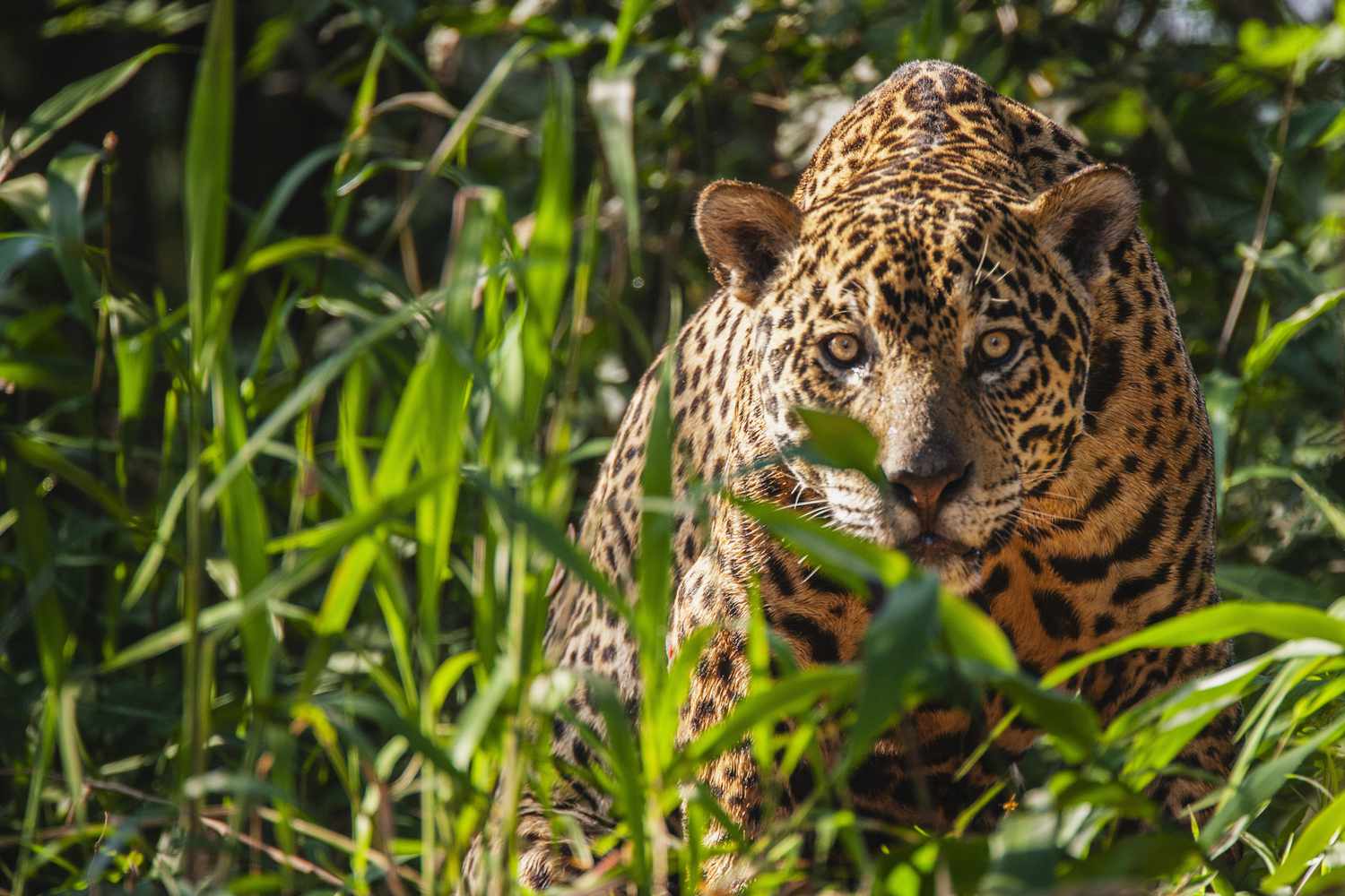 pictures of jaguars 0019