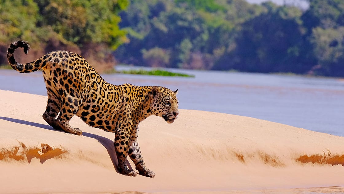 pictures of jaguars 0020