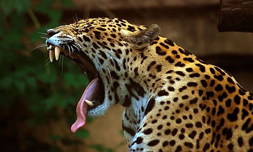 pictures of jaguars 0021