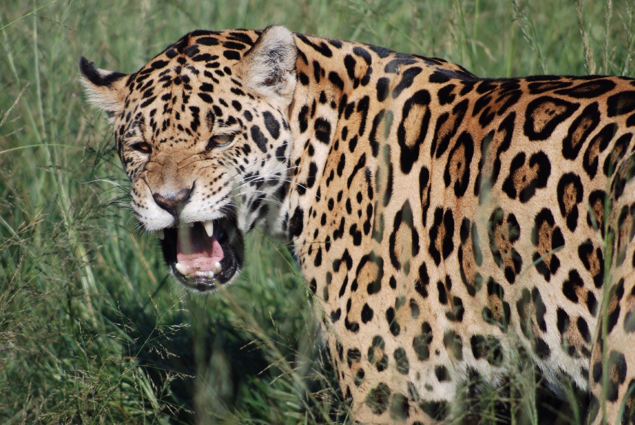 pictures of jaguars 0022
