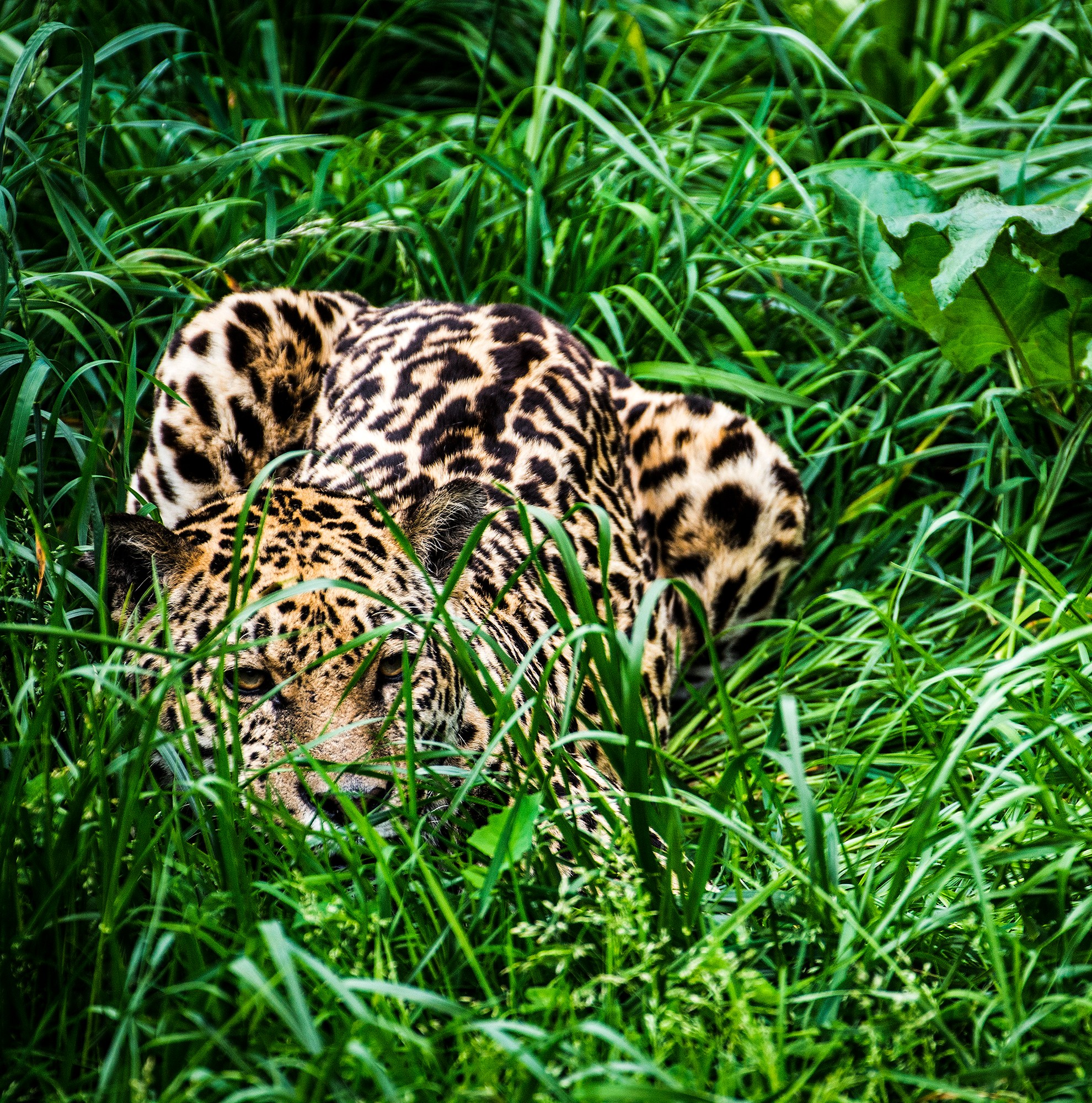 pictures of jaguars 0023