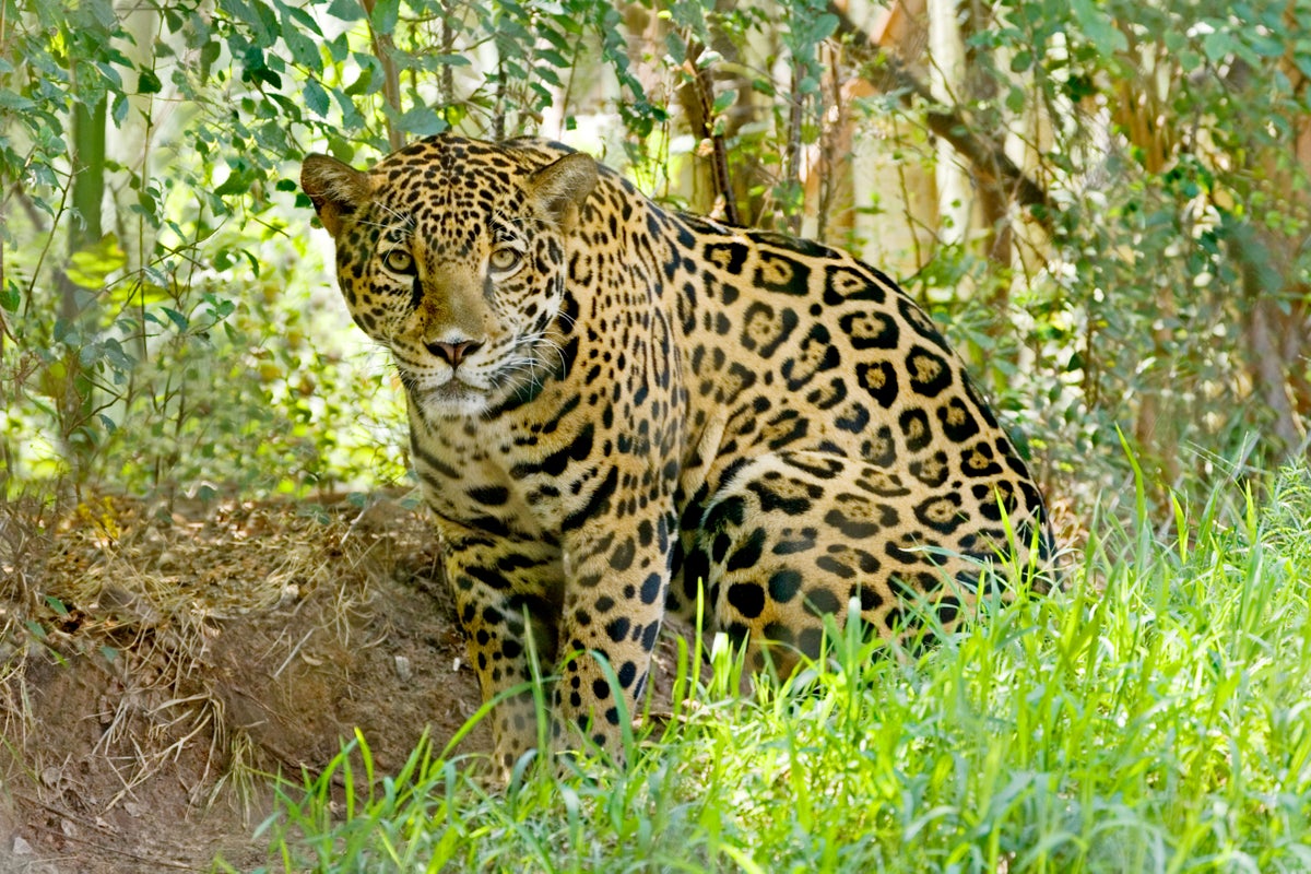 pictures of jaguars 0024