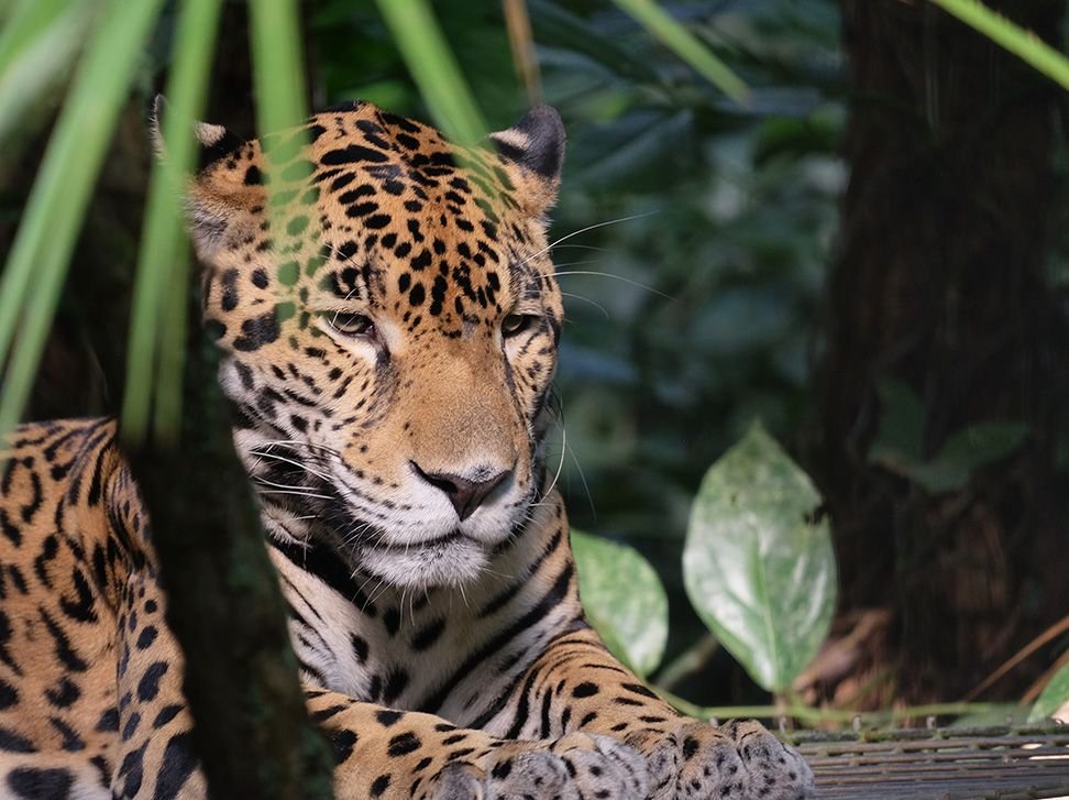 pictures of jaguars 0026