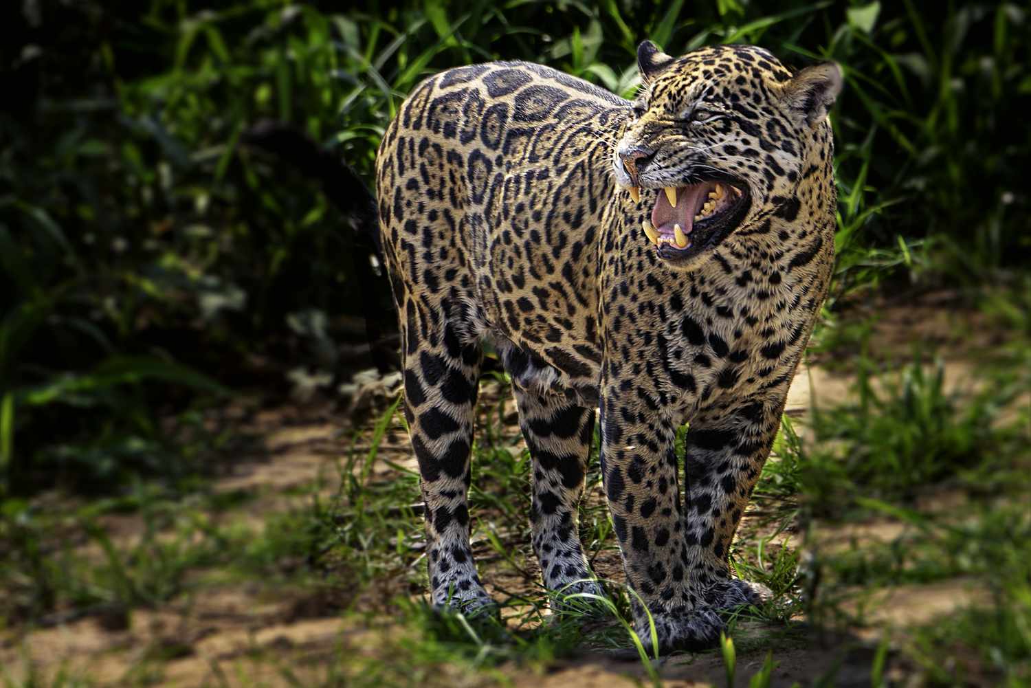 pictures of jaguars 0027