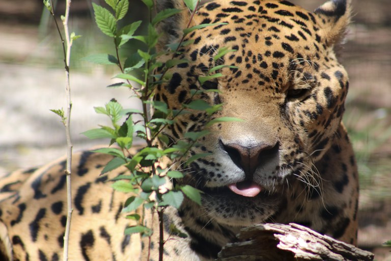 pictures of jaguars 0037