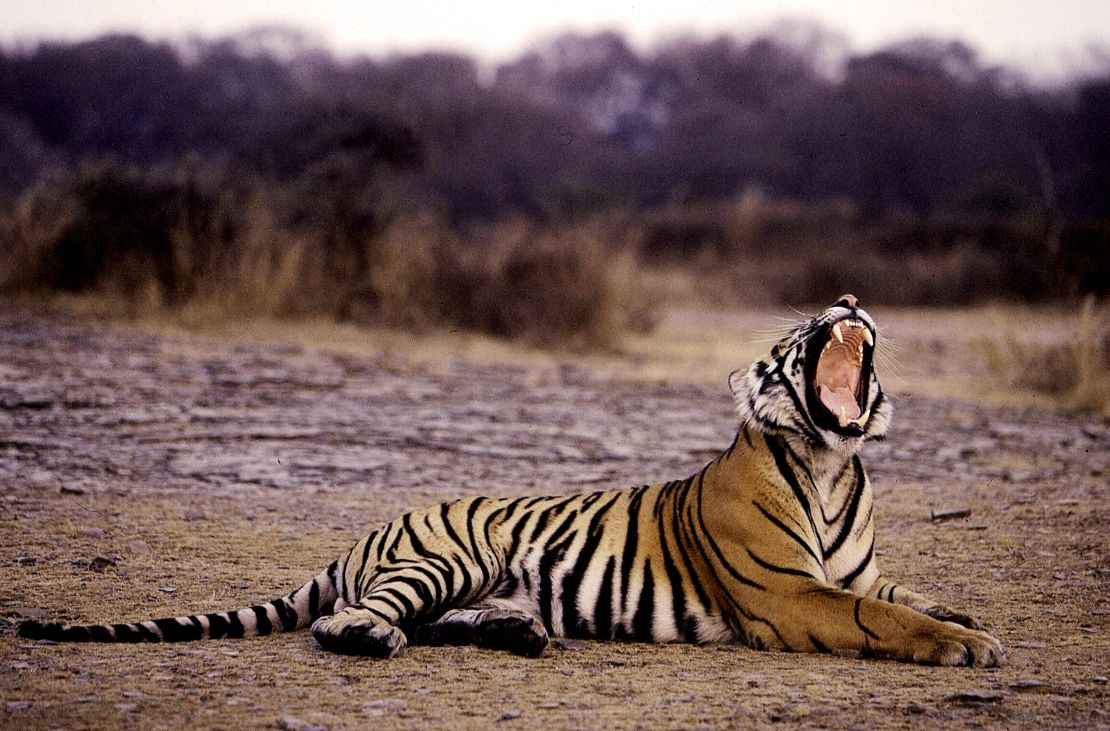 pictures of tiger