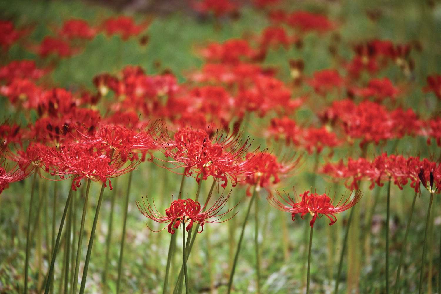 pictures with red in them 0015