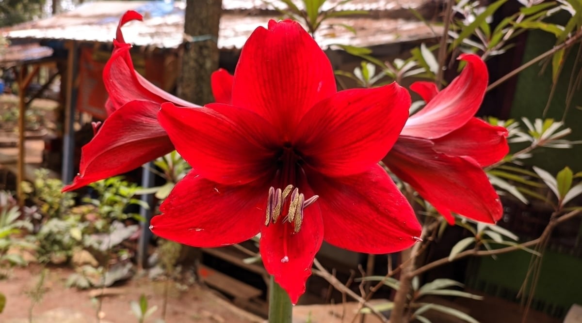 pictures with red in them 0019