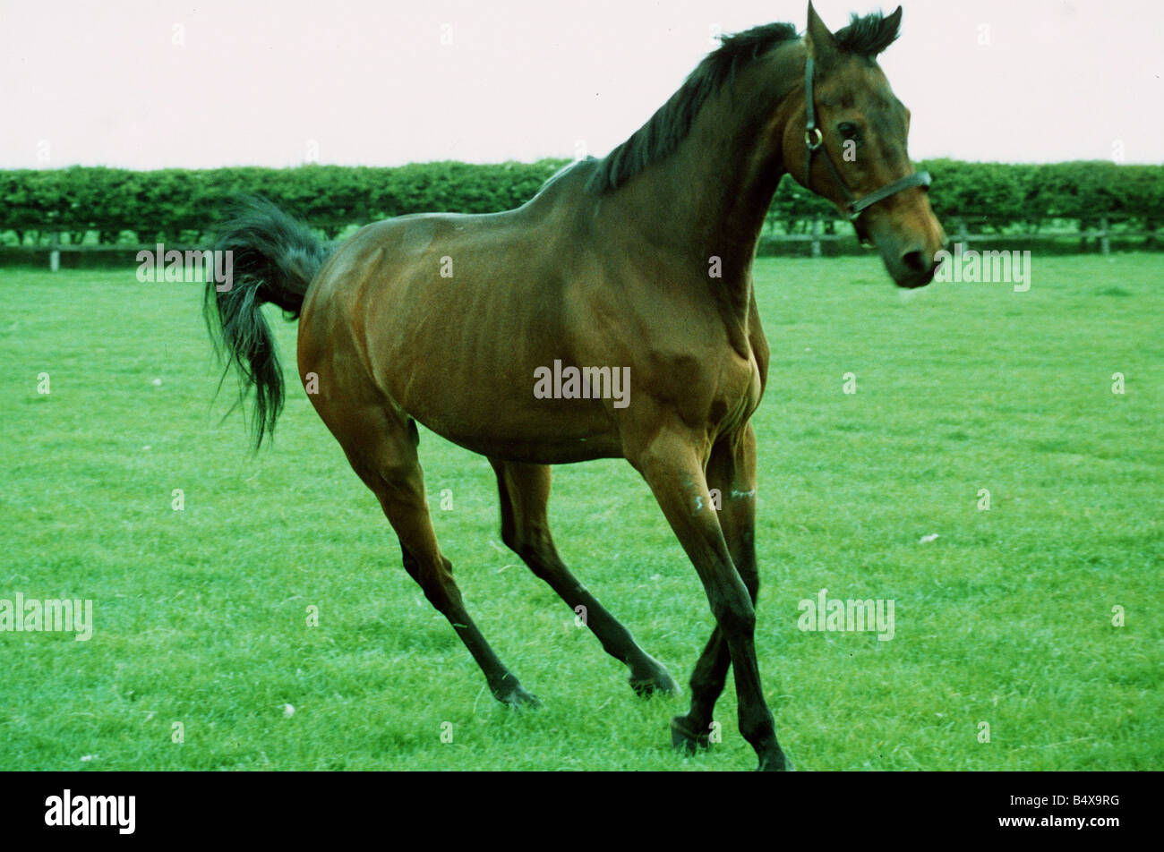 Red Rum famous wins