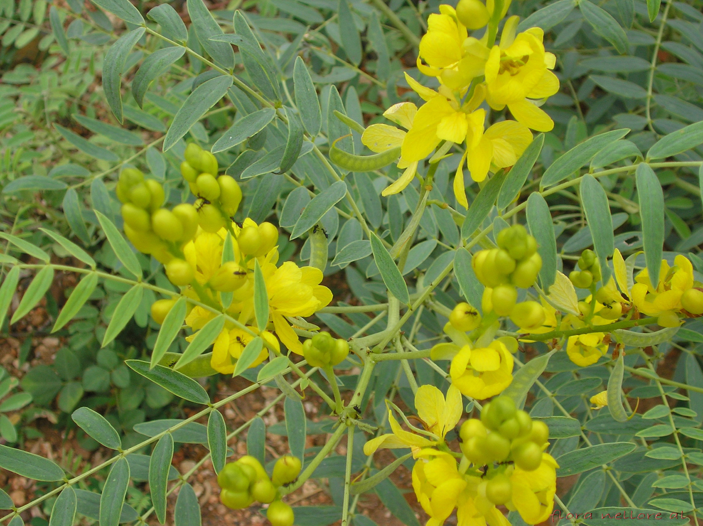 senna images 0028