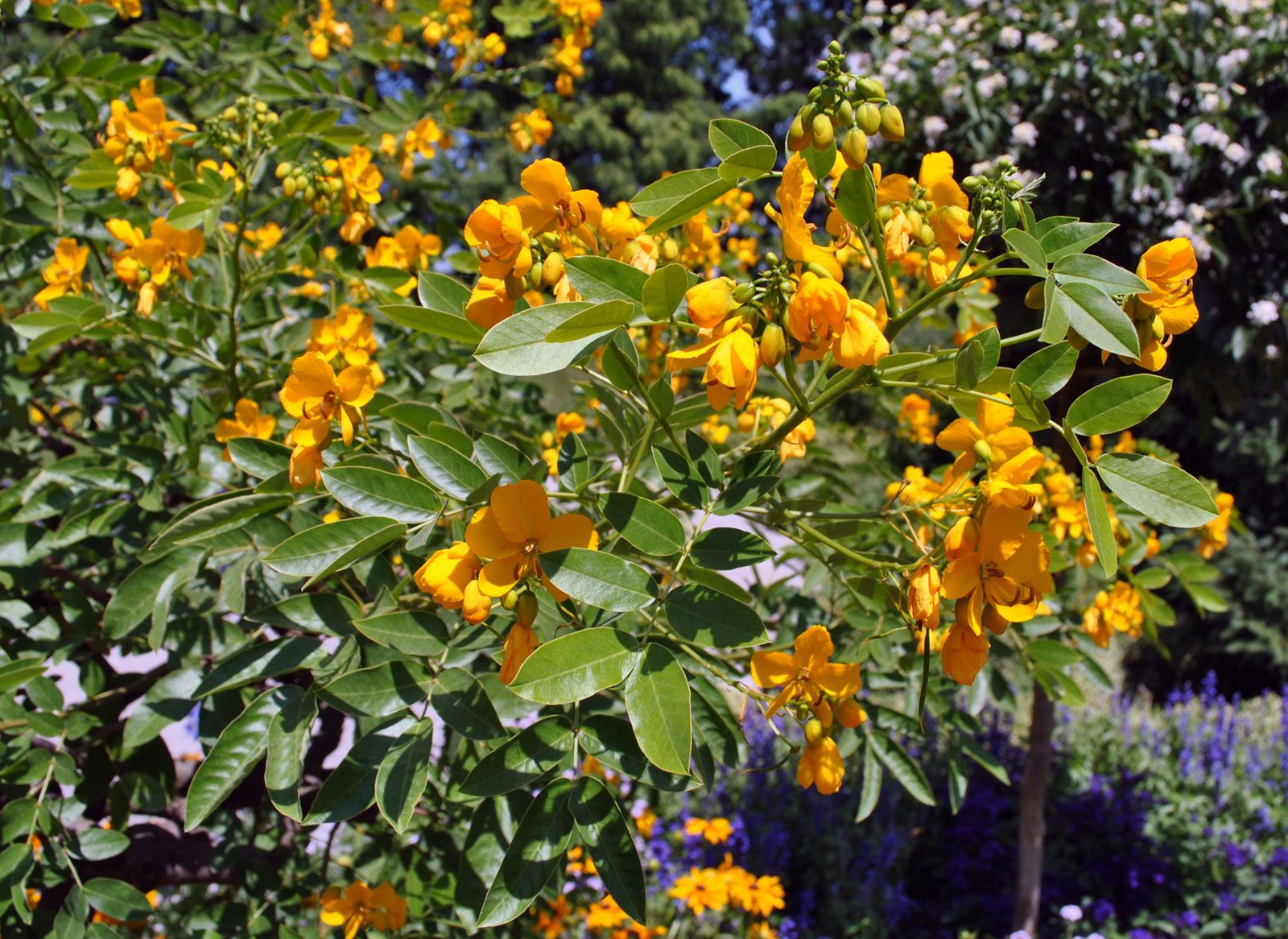 senna images 0038