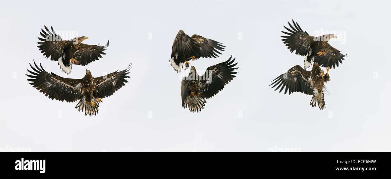 sequence of shots 0035