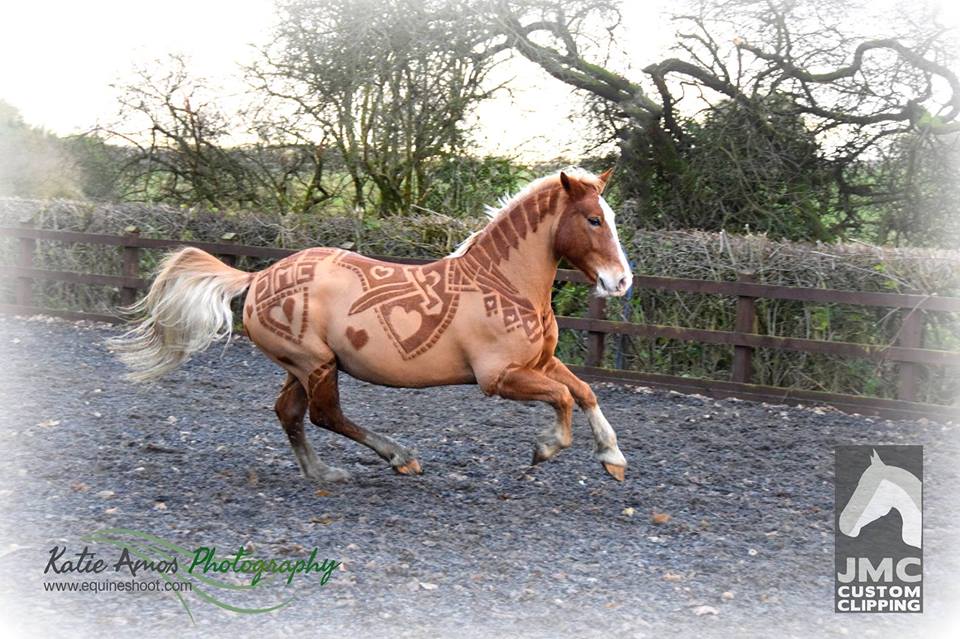 show horse grooming