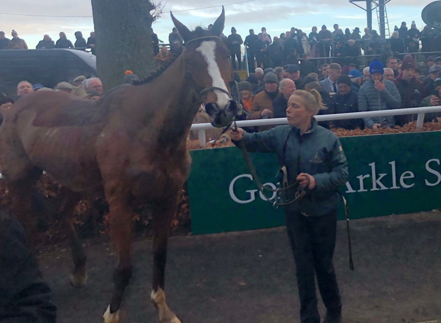 sir gerhard horse 0042