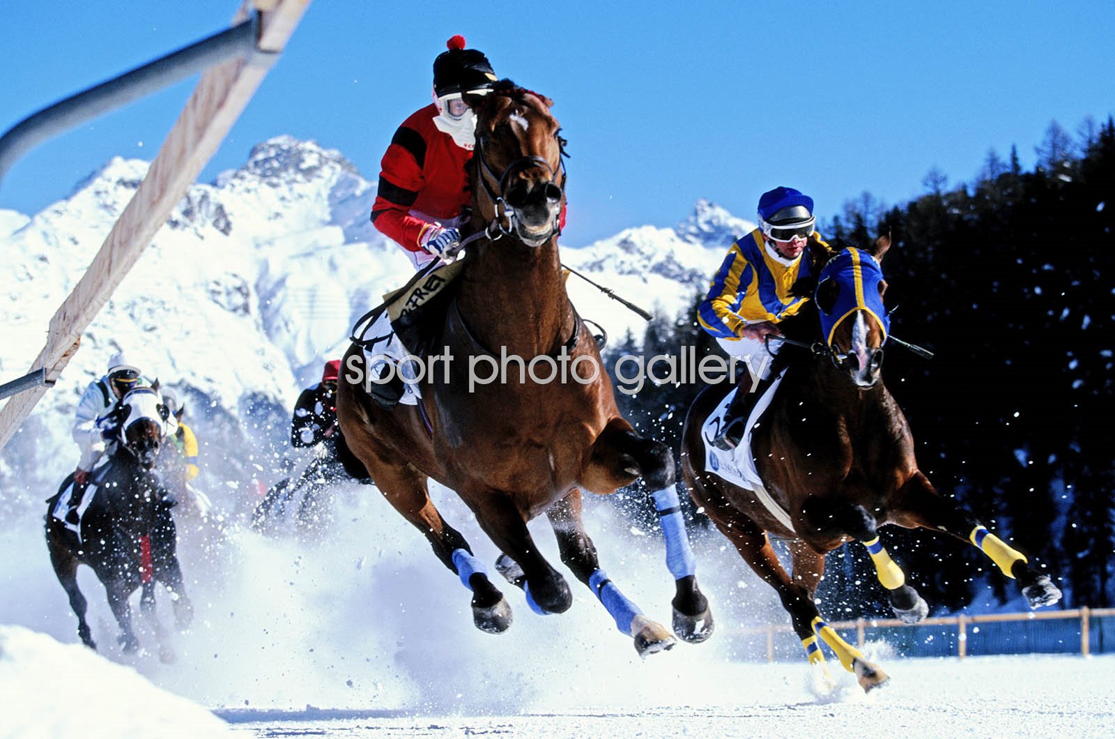 st moritz horse race 0033