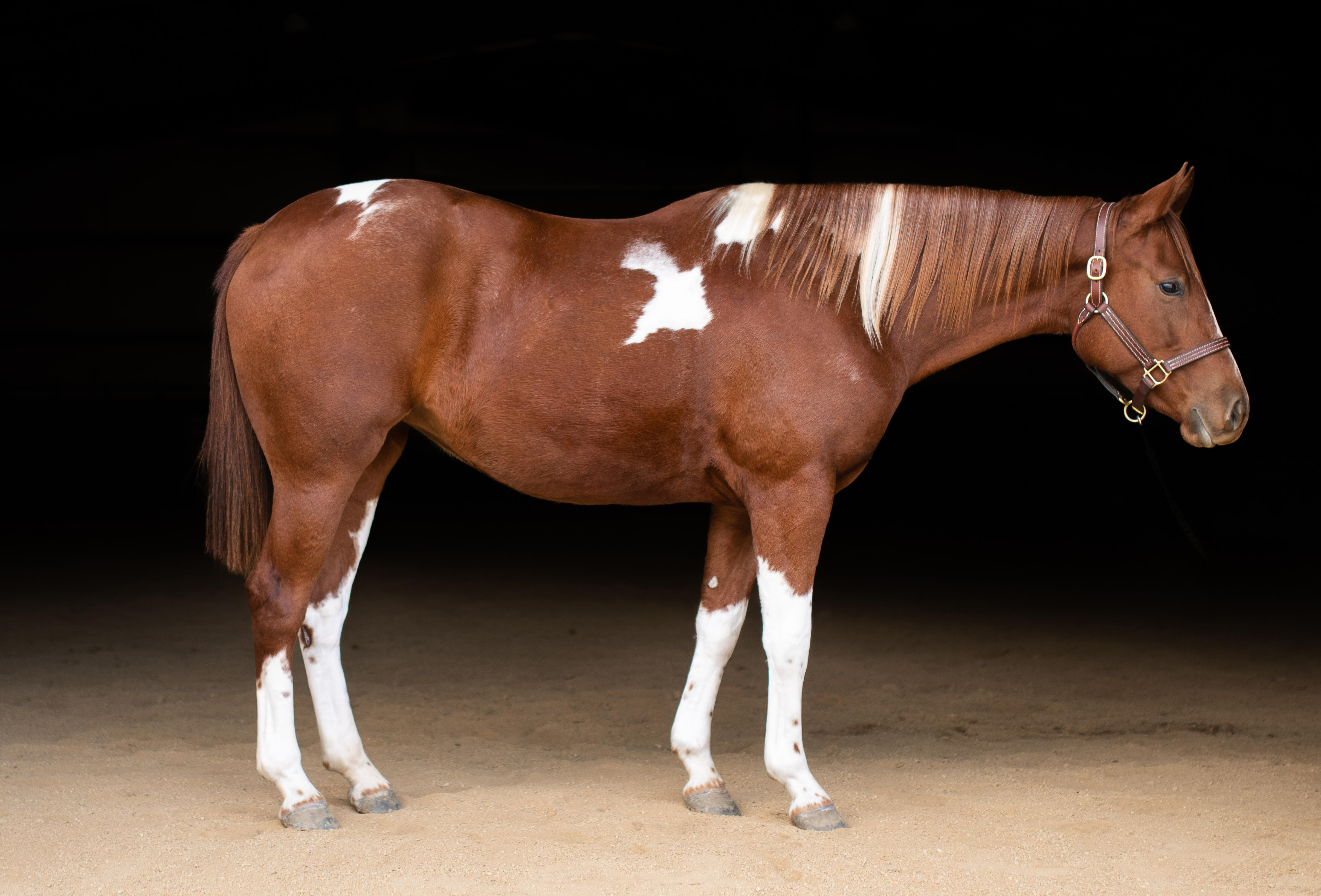 stunning horse artwork